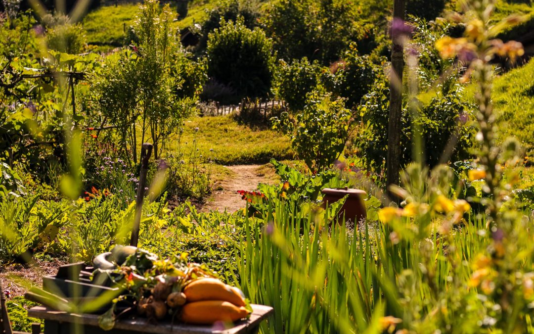 How Urban Farming and Community Gardens Help Neighborhoods Grow Stronger